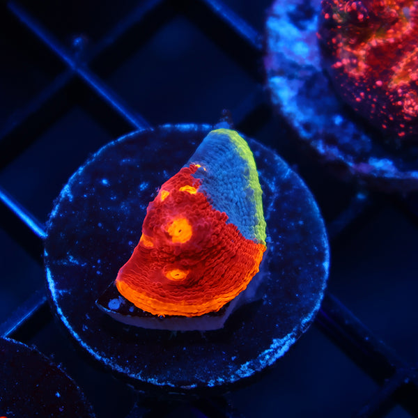 TCK Rainbow Dynamite Chalice