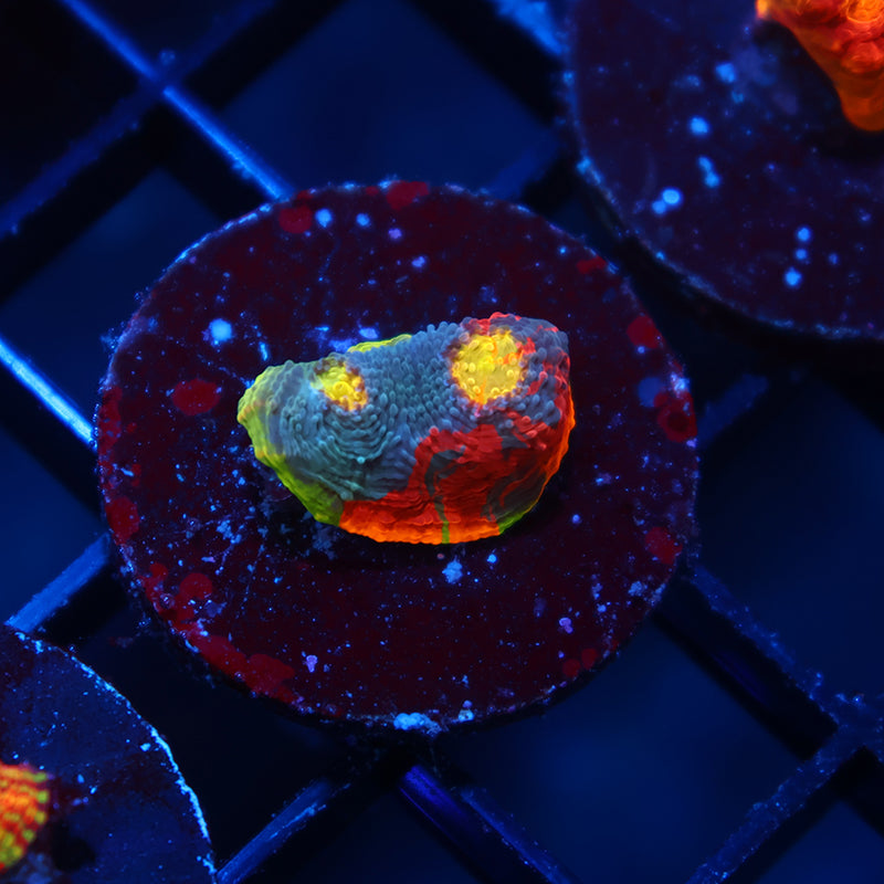 TCK Crazy Rainbow Chalice