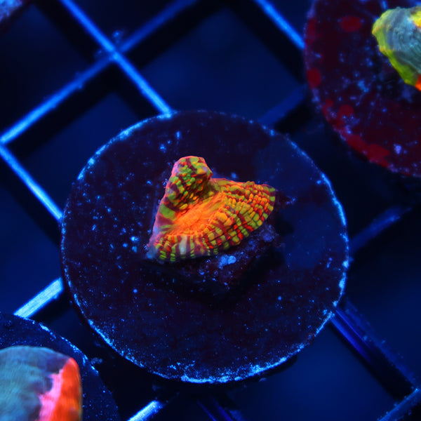 TCK Inferno Convict Chalice