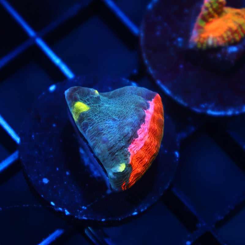 TCK Whirly Pop Chalice