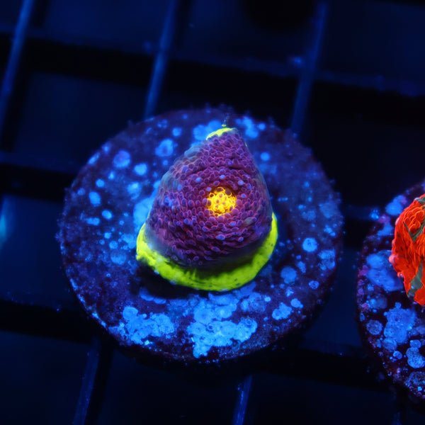 TCK Five Color WM Chalice