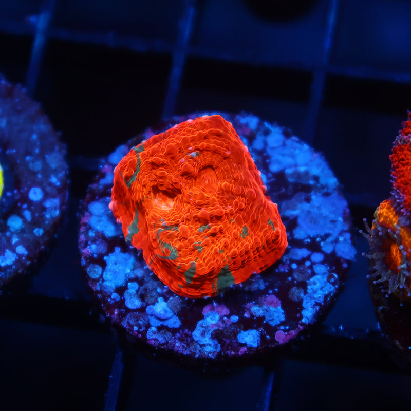 TCK Jawbreaker Chalice