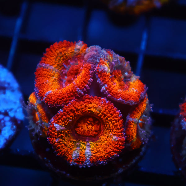 TCK Rainbowbrite Acan Lord