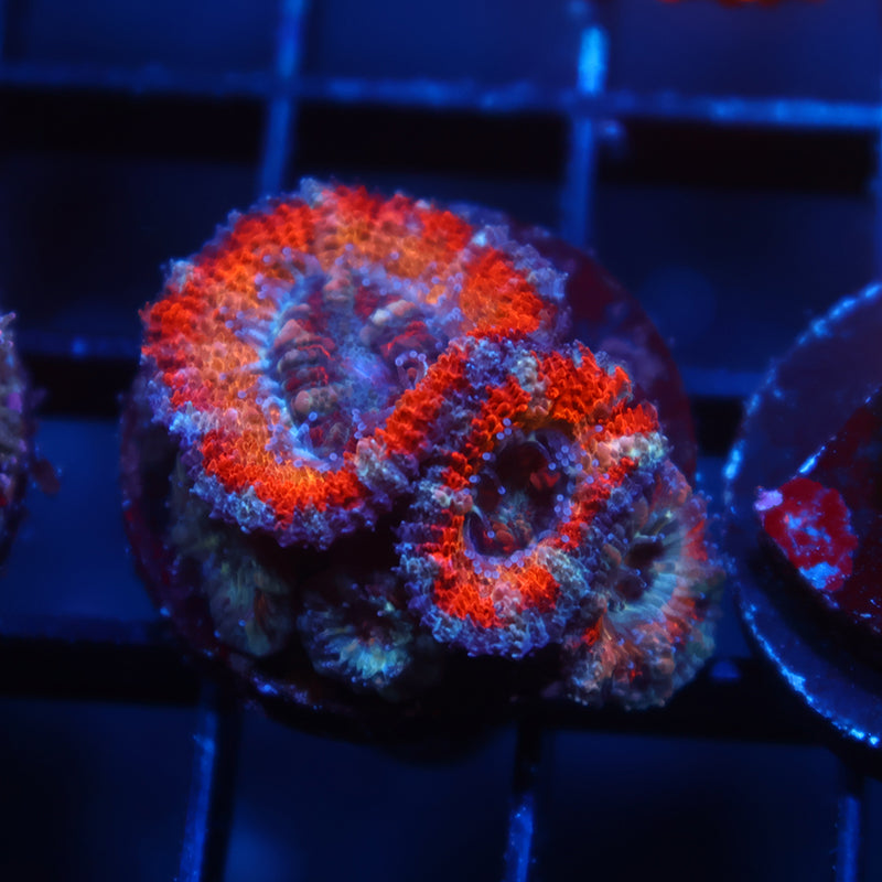 TCK Solar Storm Acan Lord