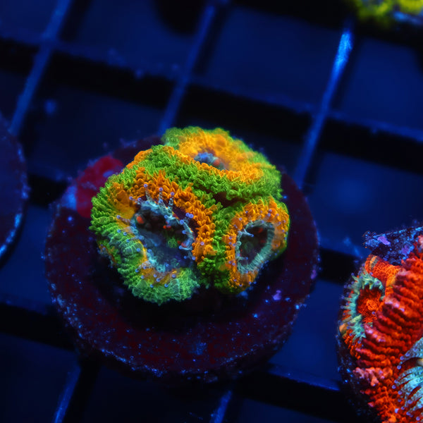 TCK OG Mardi Gras Acan Lord