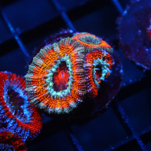 TCK Bleeding Sunrise Acan Lord