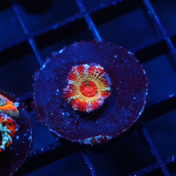 CC OG Rising Sun Acan Lord