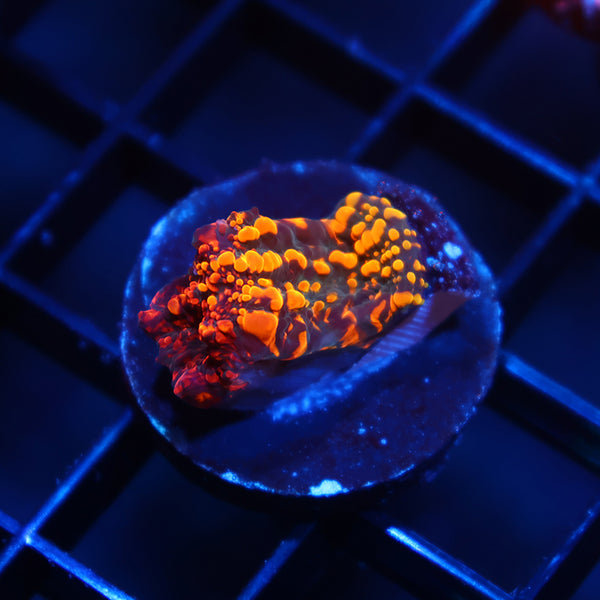 CC Cloudberries Chalice