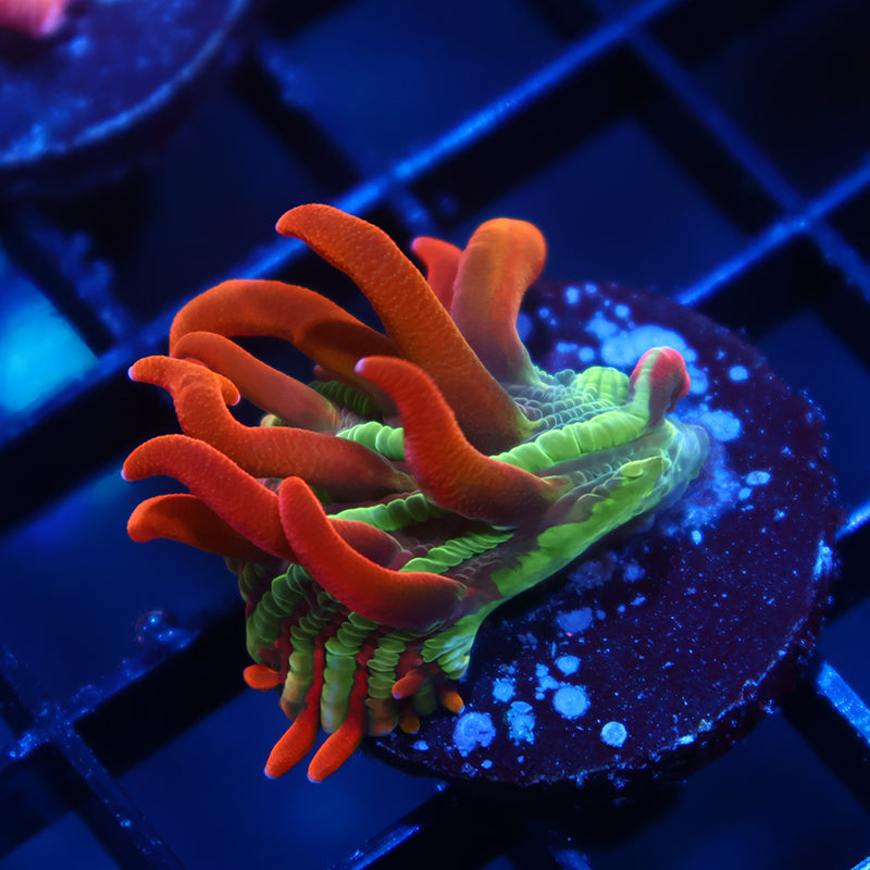 TCK Crazy BSA Diaseris