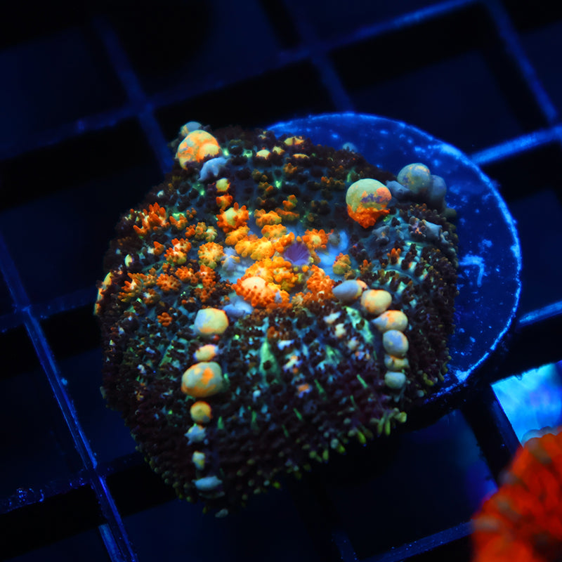 TCK Powerball Bounce