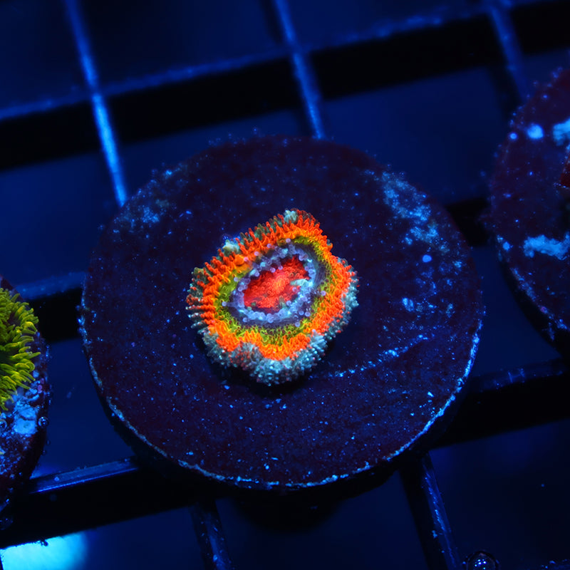 ECC OG Rainbow Roads Micromussa