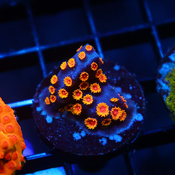 WWC Bizarro Cyphastrea