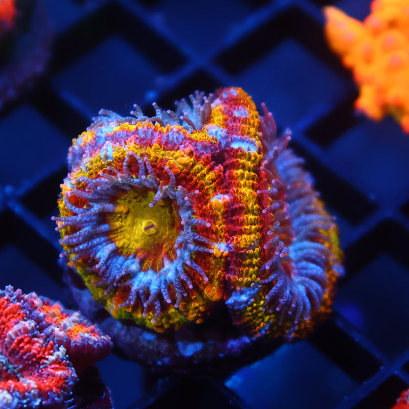TCK Crazy Rainbow Acan Lord