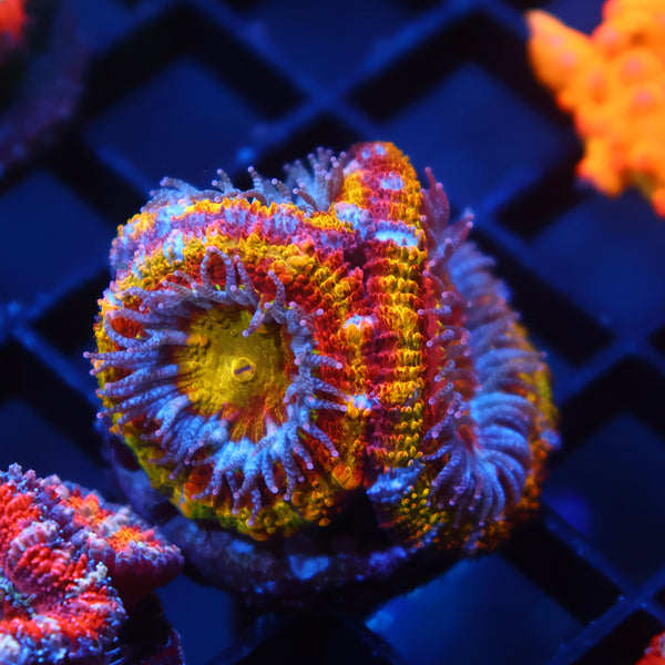 TCK Crazy Rainbow Acan Lord