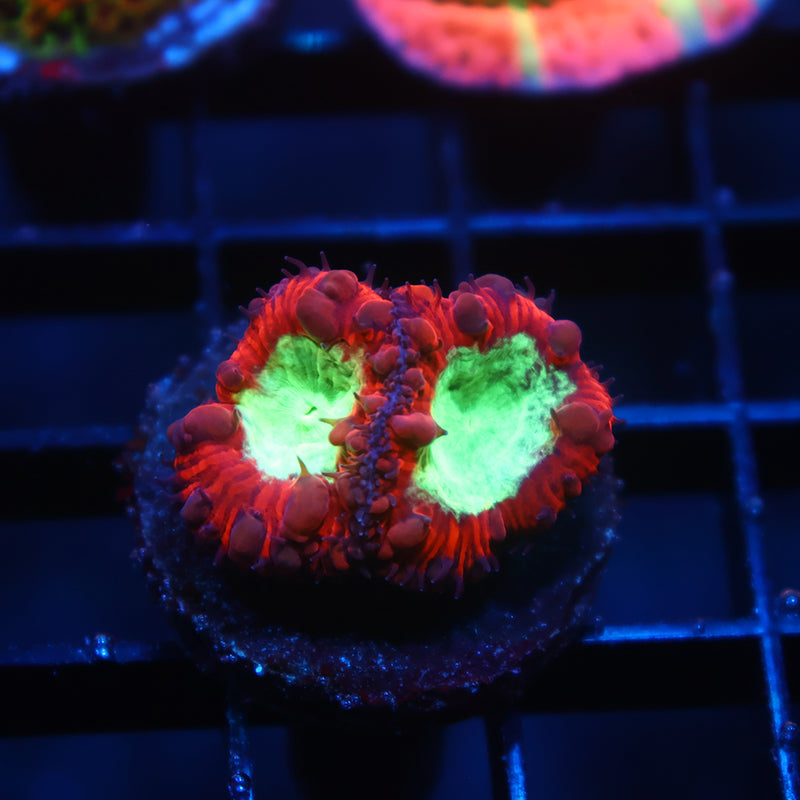 ARC Black Cherry Blasto