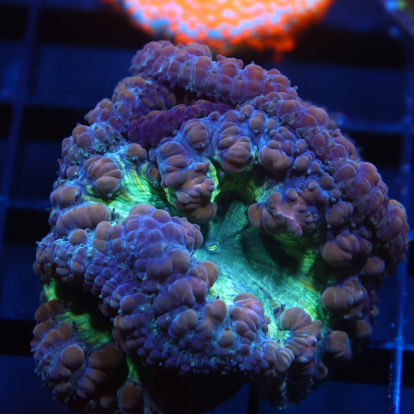 TCK Big Polyp Green Blasto