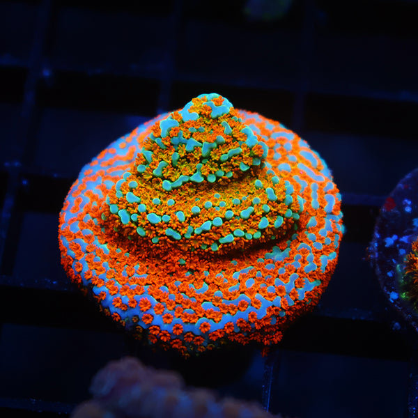 TCK Rainbow Roads Montipora
