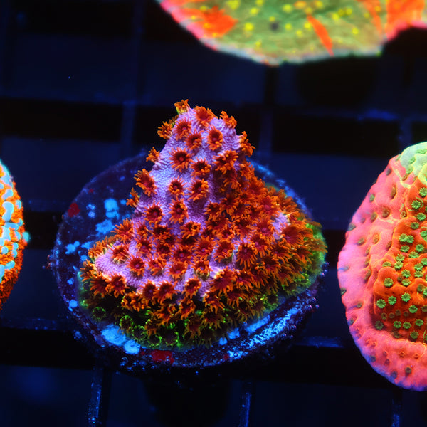 Skittles Bomb Cyphastrea