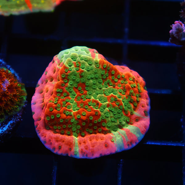 TCK Grafted Cherry Tree Monti