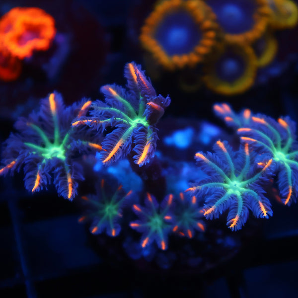 TCK Fireworks Cloves