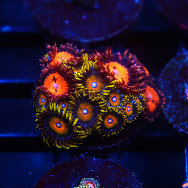 Super Sayan/WWC Bloodsucker Mix