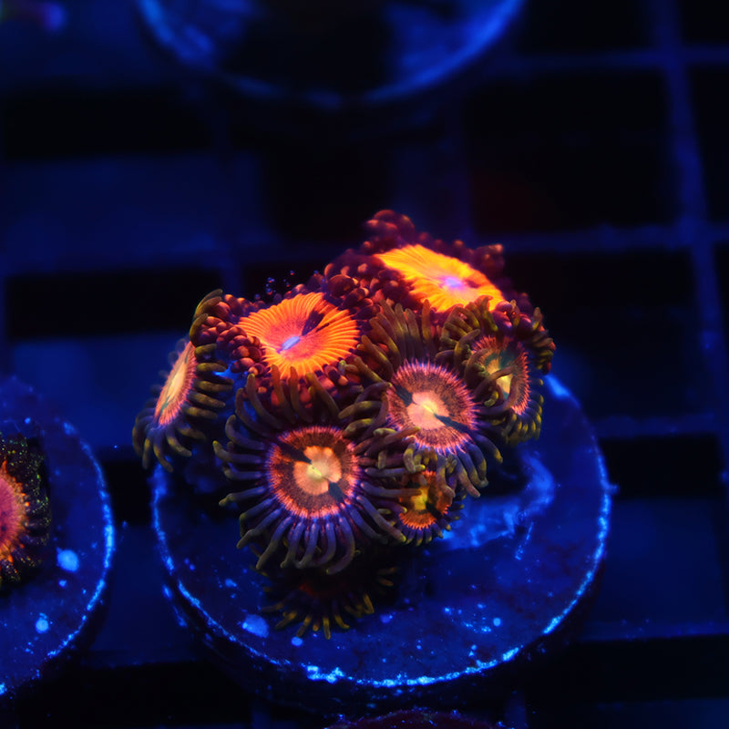 Laser Lemons/WWC Bloodsuckers