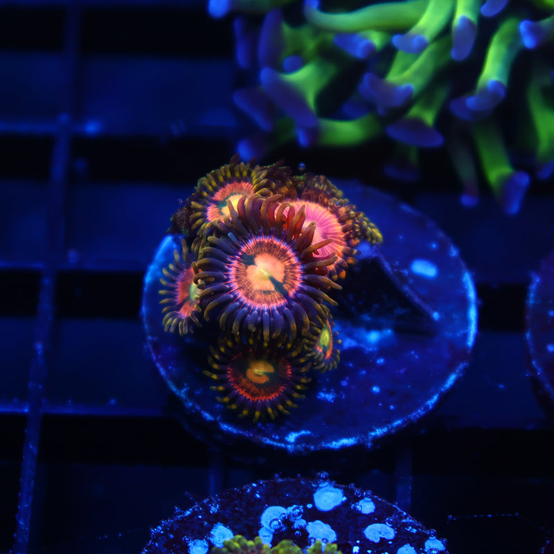 Laser Lemons