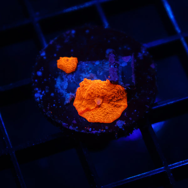 TCK Baby Jawbreaker Mushrooms