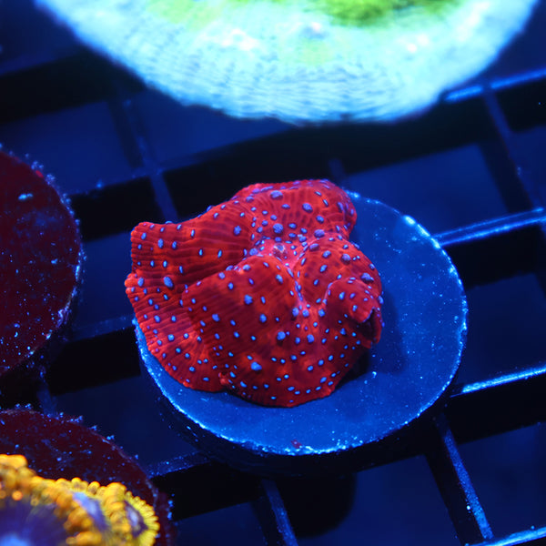 TCK Superman Mushroom