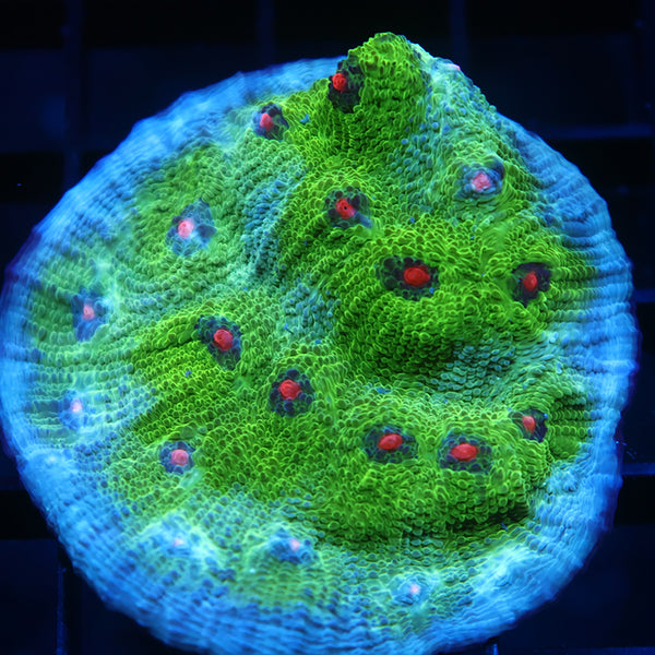 Lg GB Avatar Chalice