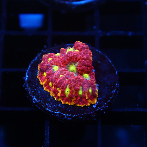 WWC Blood Diamond Favia