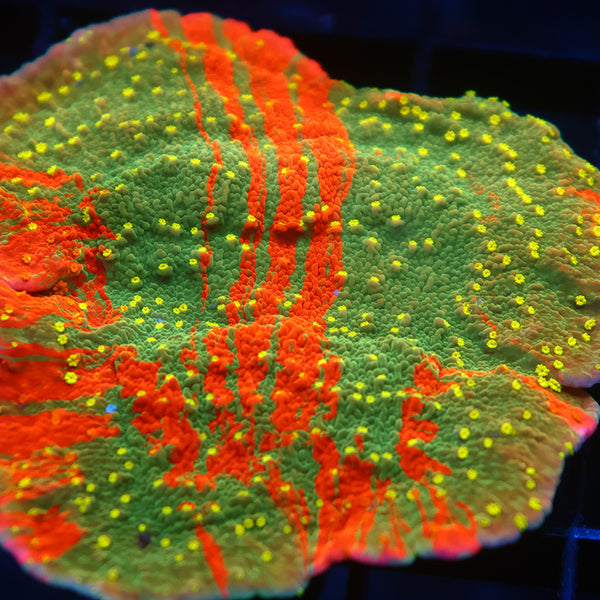 Lg WWC Grafted Sunfire Cap