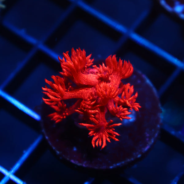 TCK Alec's Insane Red Glitterbomb Goni