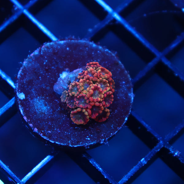 BSA Game Over Alveopora