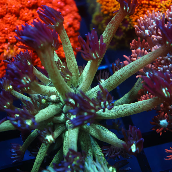 UC Space Glitter Goni