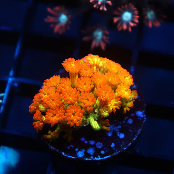 TCK Combustion Goni Bernardpora