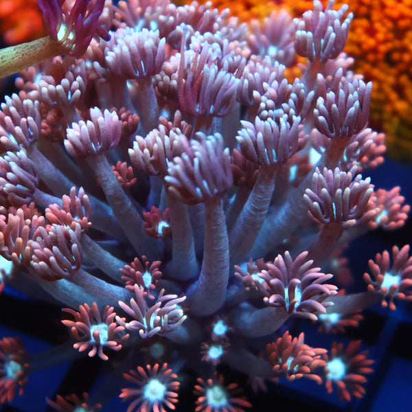 Lg TCK Rocket Pops Goni