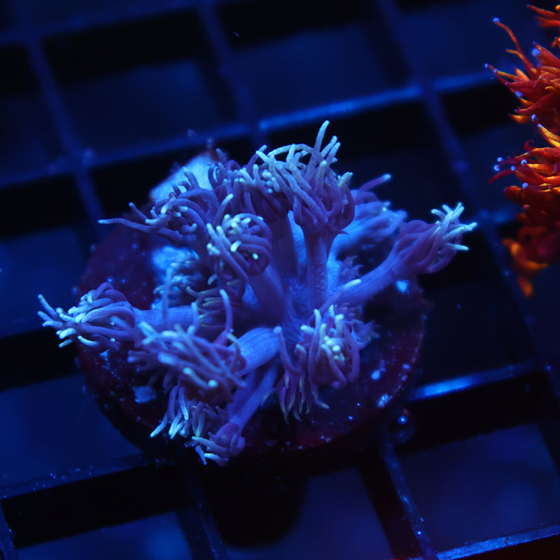 TCK Purple Goni