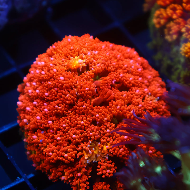 TCK Oddball Goni Bernardpora