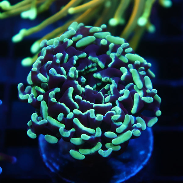 TCK Branching Green Darwin Hammer