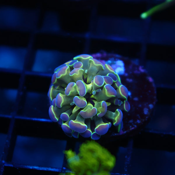 Tiny TCK Branching Hammer