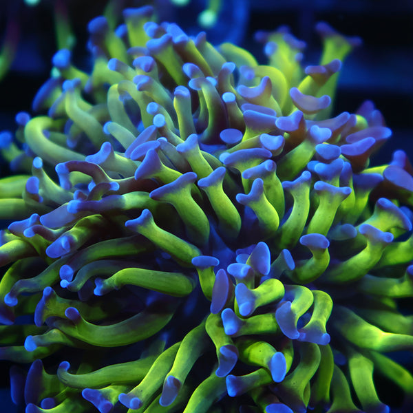 TCK Branching Green and Purple Tips Hammer