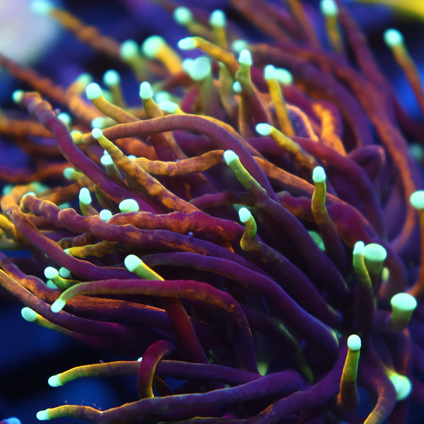 TCK Incinerator Torch