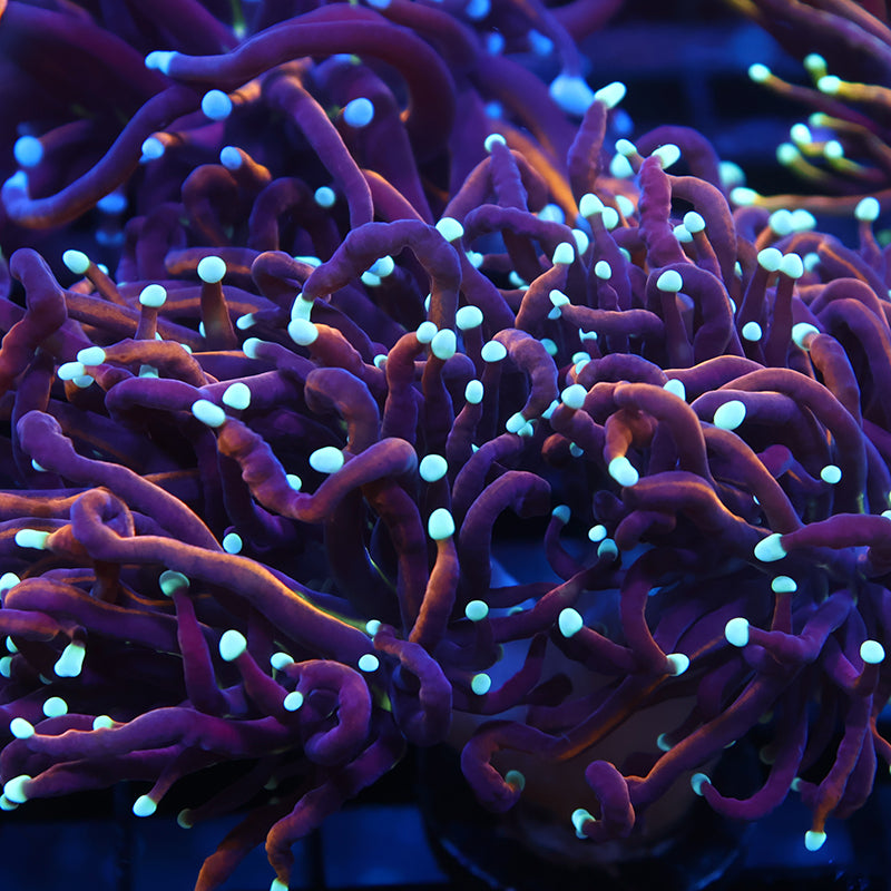 TCK White Tips Indo Gold Torch