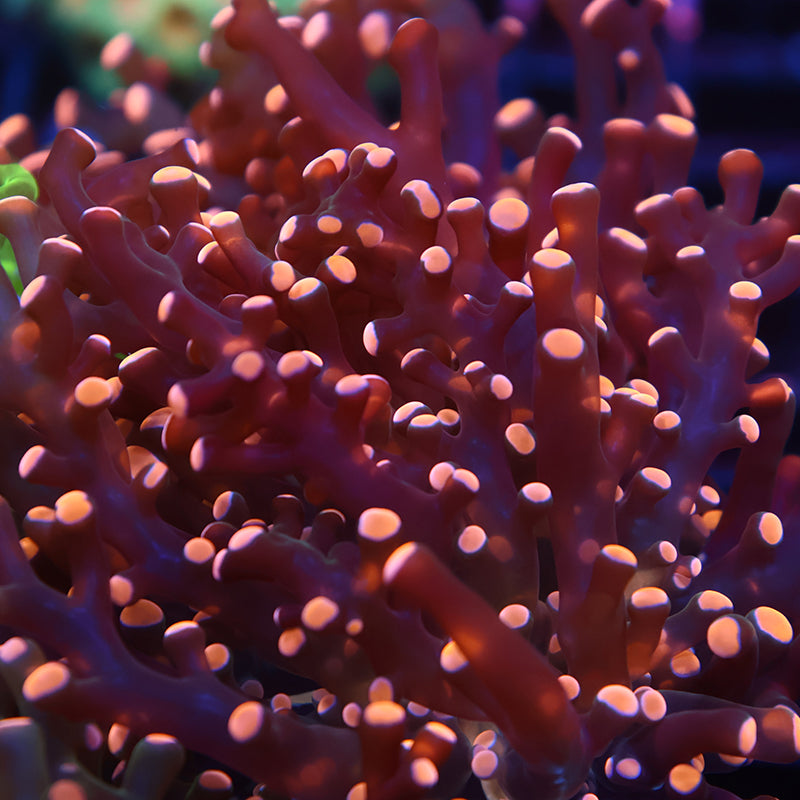 TCK Branching Gold Frogspawn