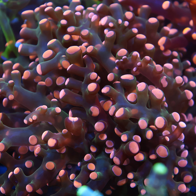 TCK Branching Peach Frogspawn