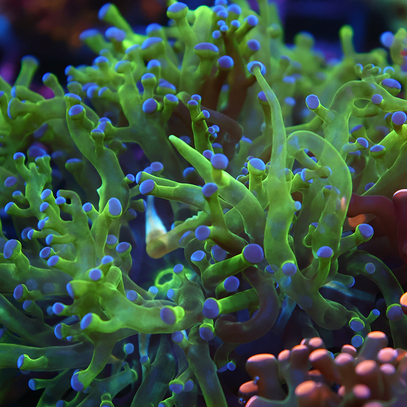 TCK Branching Green and Purple Frogspawn