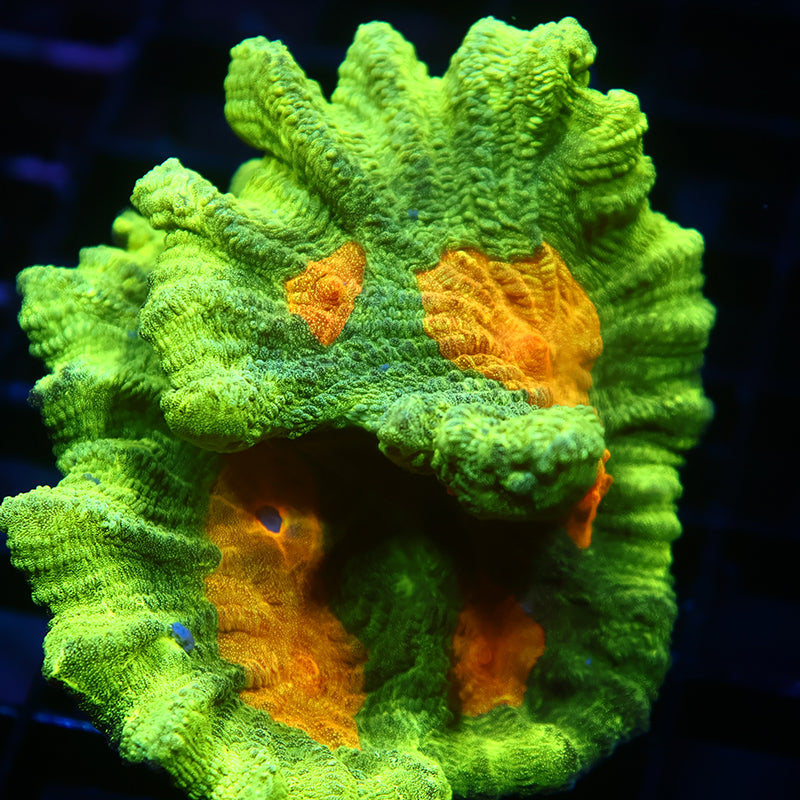 Lg Space Invader Pectinia