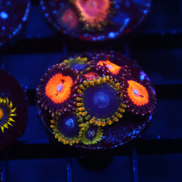 WWC Bloodsuckers/Rainbow Yodas