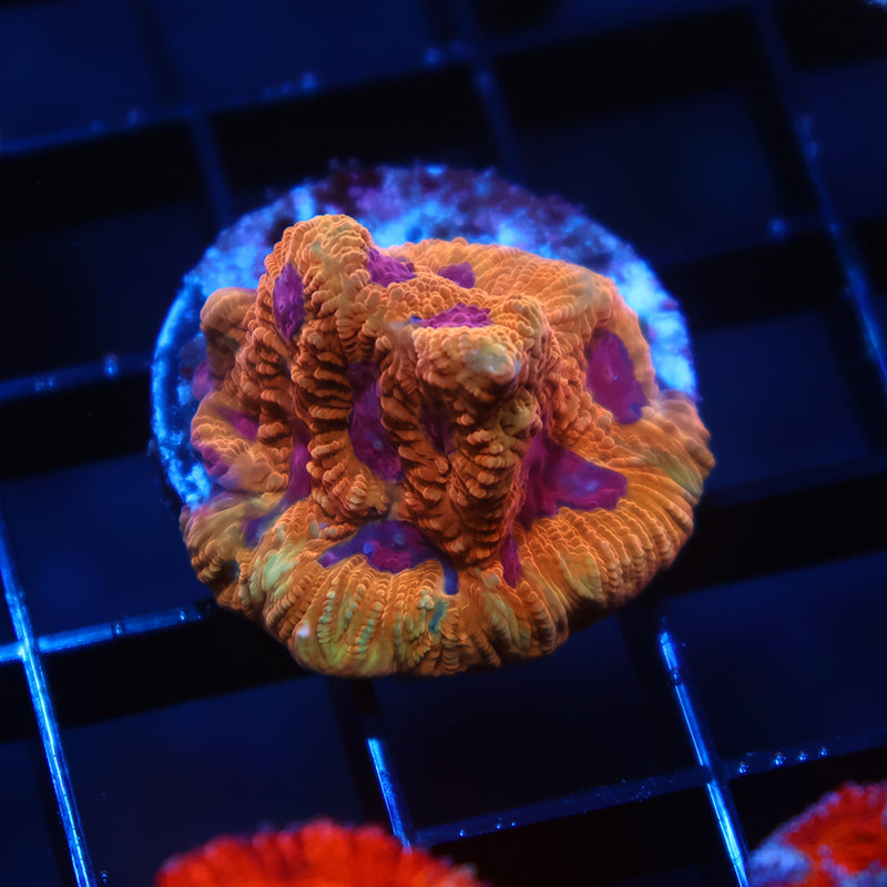 TCK Orange Jester Platy/Favia